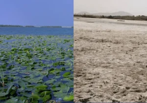 مرگ نیلوفر در شهر سراب‌ها